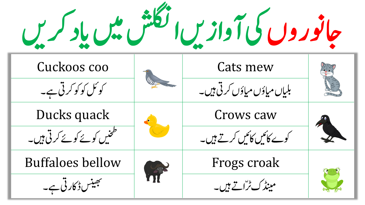 Animals Sounds | Sounds of Animals in English and Urdu -