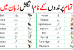 Learn Birds Name in Urdu. List of Birds in English and Urdu Meanings with pictures and PDF. Learn birds name in English and Urdu with pictures and Pdf. A List of bird names in Urdu for students learning English. Below is the list of birds name in Urdu with pictures and PDF. This list of names of birds a-z is very important for students learning English. We use bird names in our daily life and that why it is essential to learn the names of birds in Urdu and English. It is quite challenging to learn all the bird names at a time, so you can start learning with 10 birds name everyday.