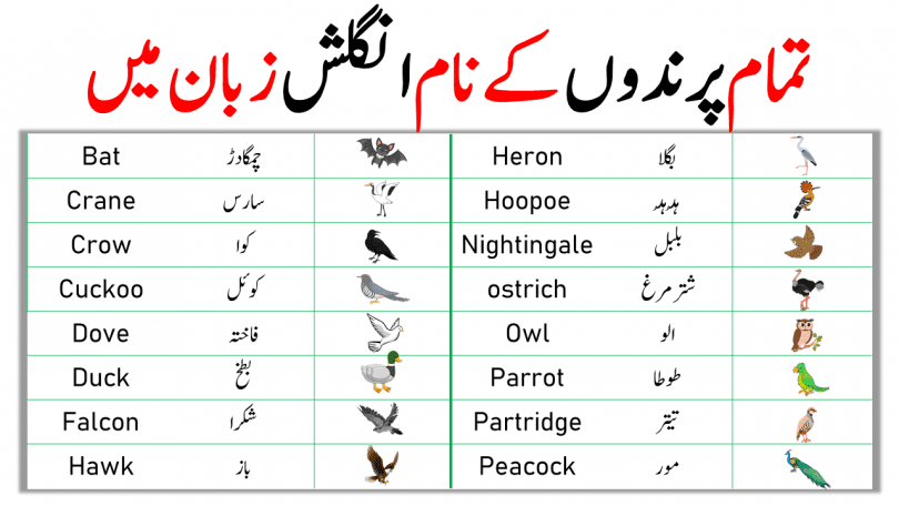 Birds Names in English and Urdu | Names of Birds - ilm Ocean