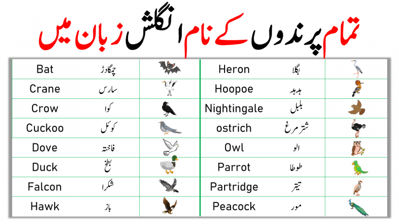 Learn Birds Name in Urdu. List of Birds in English and Urdu Meanings with pictures and PDF. Learn birds name in English and Urdu with pictures and Pdf. A List of bird names in Urdu for students learning English. Below is the list of birds name in Urdu with pictures and PDF. This list of names of birds a-z is very important for students learning English. We use bird names in our daily life and that why it is essential to learn the names of birds in Urdu and English. It is quite challenging to learn all the bird names at a time, so you can start learning with 10 birds name everyday.