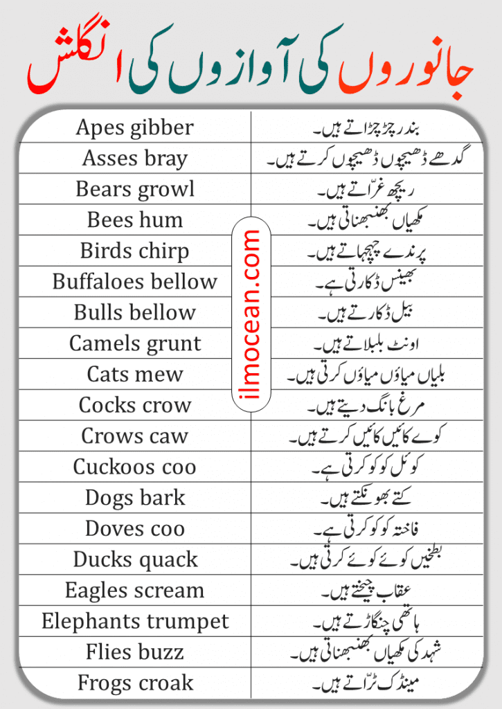 Animals Sounds in English and Urdu. Learn the all the Sounds of Animals in English with Urdu meanings. This lesson is also available in PDF form. Please go the bottom of Page and PDF is right there. Just click and get in your mobile phone. All the Animal Sounds List in One Lesson.