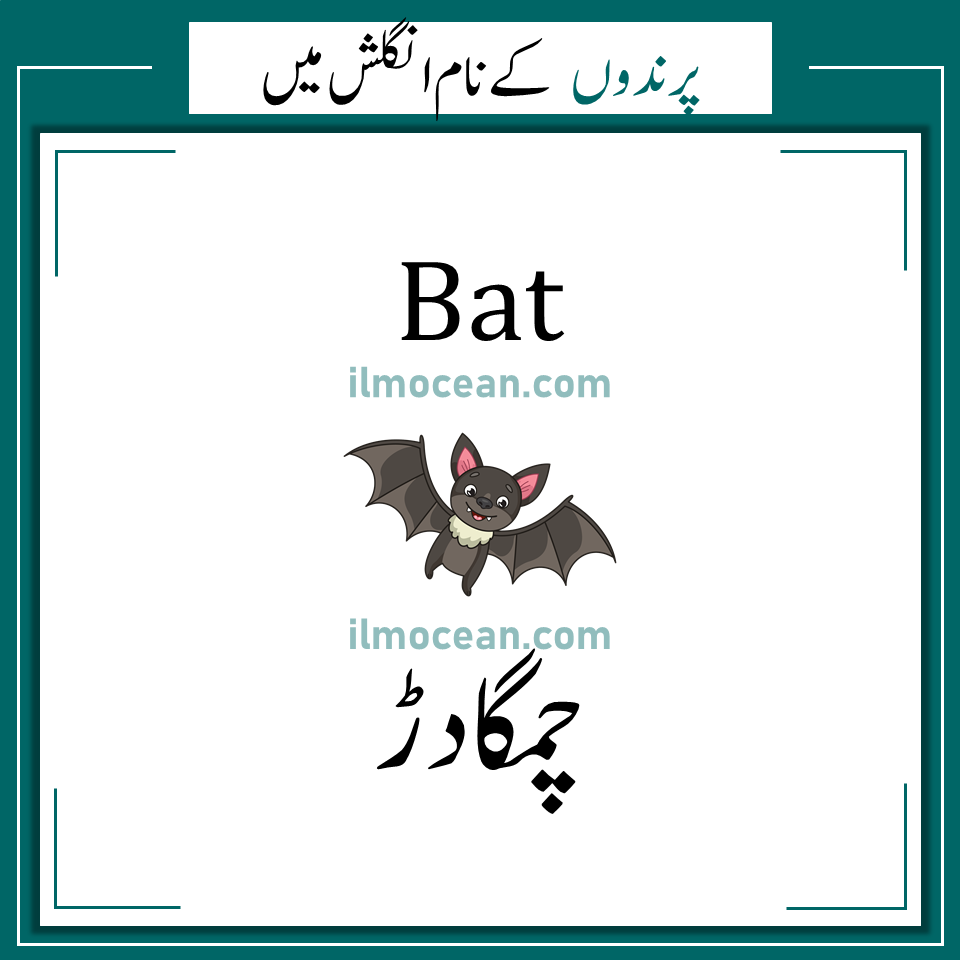 Birds Names in English and Urdu | Names of Birds - ilm Ocean