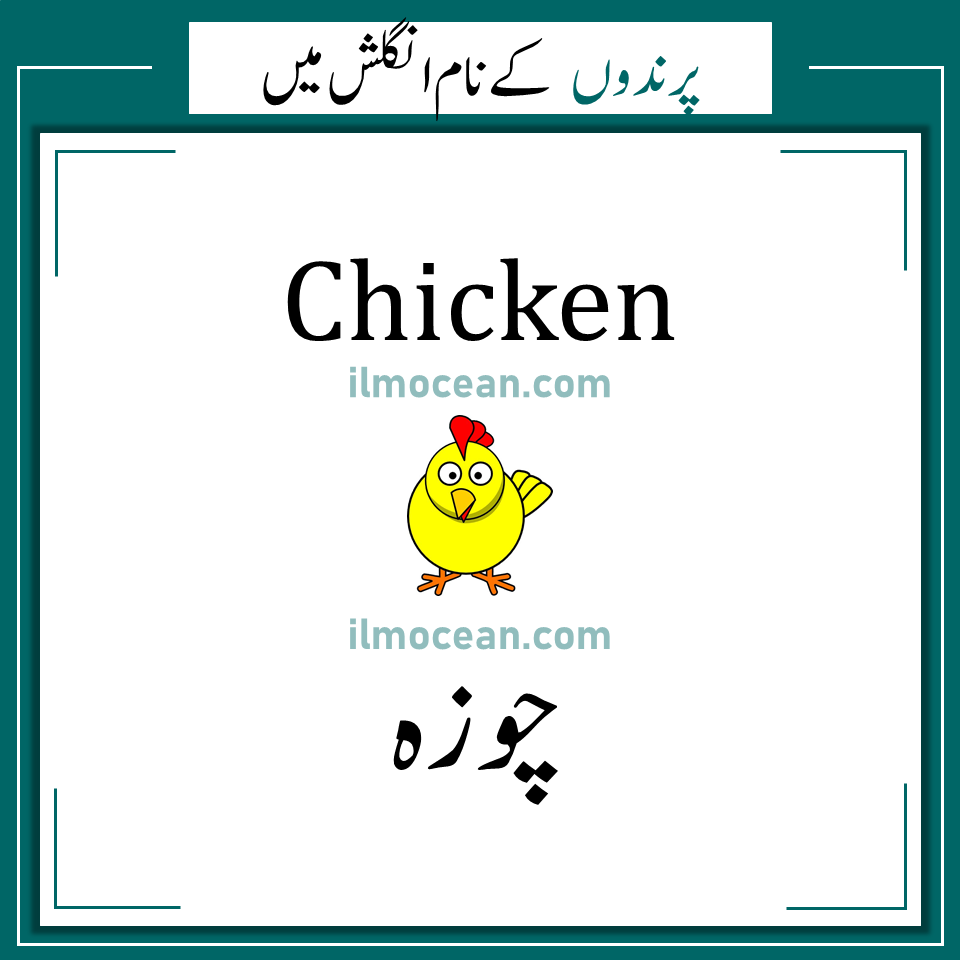Learn Birds Name in Urdu. List of Birds in English and Urdu Meanings with pictures and PDF. Learn birds name in English and Urdu with pictures and Pdf. A List of bird names in Urdu for students learning English. Below is the list of birds name in Urdu with pictures and PDF. This list of names of birds a-z is very important for students learning English. We use bird names in our daily life and that why it is essential to learn the names of birds in Urdu and English. It is quite challenging to learn all the bird names at a time, so you can start learning with 10 birds name everyday.