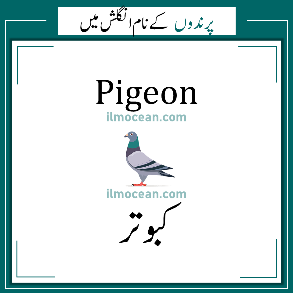 Birds Names in English and Urdu Names of Birds ILM Ocean