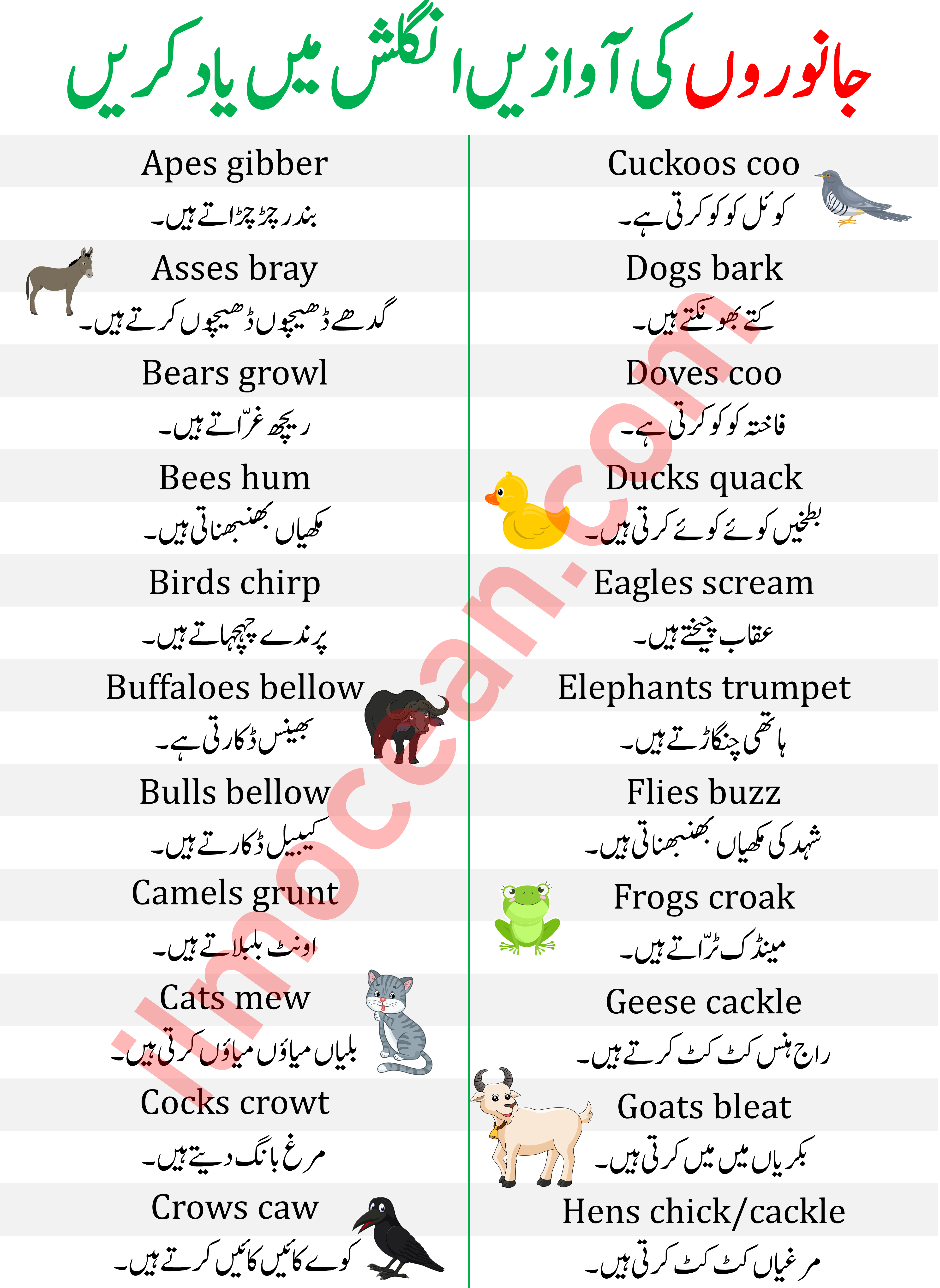 Animals And Their Babies Names In English With Urdu, 57% OFF